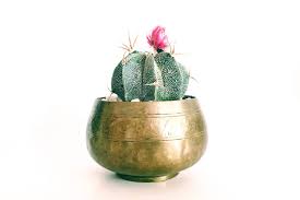 We love the cactus trend and all of these cactus crafts and diy projects are a fun way to celebrate the trend. How To Clean Brass And Keep It Shiny Housewife How Tos