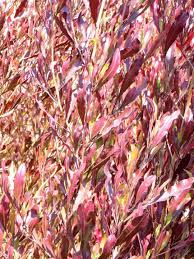 Image result for Dodonaea viscosa