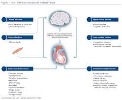 Heart Brain Interactions In Heart Failure Cfr Journal