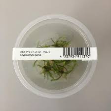 Cryptocoryne undulata can reach heights over 12 inches, making it a good choice for large tanks. Ic093 Ada Tissue Culture Cryptocoryne Parva Cup Size Tall Aqua Forest Aquarium