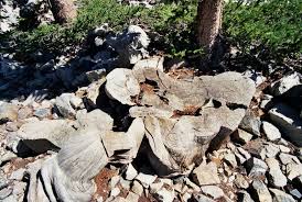 Read My Rings The Oldest Living Tree Tells All Famous Trees Great Basin National Park National Parks