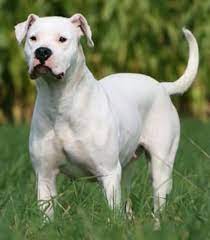 55 Mabari Ideas Dog Breeds Big Dogs Dogs