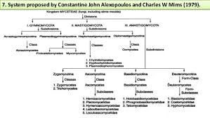 Classification N Evolution Of Fungi