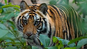 Februar 2022 beginnt nach dem chinesischen kalender das jahr des tigers. In Pictures International Tiger Day 2021 Bbc News