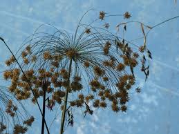 Image result for Cyperus kirkii