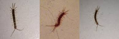 Sorte De Chenille Ou Insecte Rampant Dans Appartement