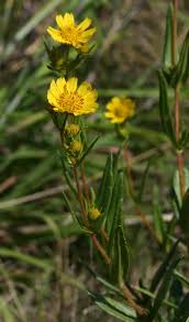 Image result for Guizotia