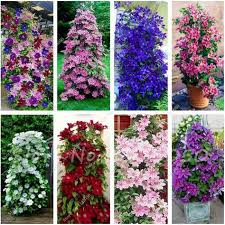 Clematis, also known as leather plant, is a climbing vine flower with over 300 species ranging from different colors to different looking flowers. Creeping Climbing Vines Clematis Seeds Clematis Vine Seeds Perennial Flower Seeds Climbing Clematis Plants Bonsai Pot Garden Decor Pot Plant Ideas Semil