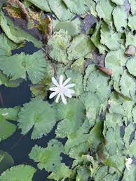 Image result for Nymphaea lotus