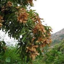 Image result for Atalaya alata