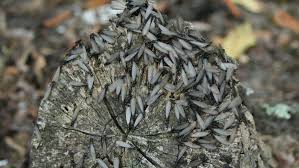 Addresses:802 w highway 390, lynn haven, fl 32444 802 w highway 390p o, lynn haven, fl 32444. Termite Control Brock Pest Control