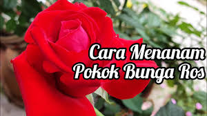 Cara menanam kacang hijau hidroponik tanamanbaru bunga sweet william. Cara Menanam Ros Mawar Dari Polibag Agar Cepat Berbunga How To Repot Rose Plant Rose Care Youtube