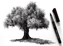 Pencil drawings trees | tree ii atherton warks drawings cr108 1987 pencil drawing on paper 35. How To Draw Realistic Trees With Pen Ink Ran Art Blog