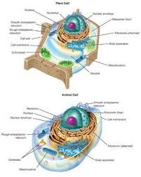 Interactive Cell Structures Learning Science Science Cells Teaching Biology
