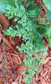 Image result for Pilea microphylla