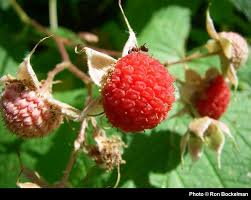 Image result for Rubus