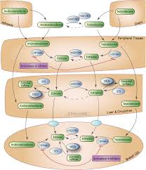 pharmgkb pathways