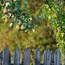 * drought tolerant † colorado native. Planting A Fruit Tree Try These In Colorado Springs