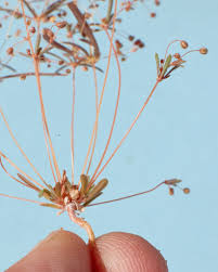 Image result for Hypertelis umbellata