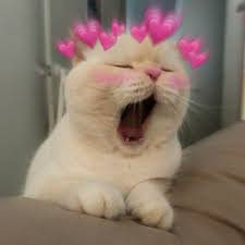 Sibirya Kedisi Kedi Mamasi 2020 Tatli Kediler Kedi Bakimi Tuysuz Kedi In 2020 Cute Cat Memes Cute Cat Wallpaper Cute Cats