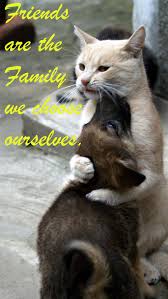 Explore our collection of motivational and famous quotes by authors you know and love. Sunday Cafe August 2020 Friendship Month The Daily Kitten
