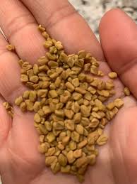 How should fenugreek enlarge your breasts? How Is Fenugreek Oil Applied To The Breast For A Better Result Quora