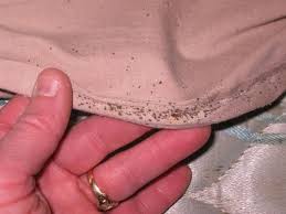 Does Bedroom Guardian Really Work To Get Rid Of Bed Bugs Fast Bed Bugs Treatment Bed Bugs Rid Of Bed Bugs