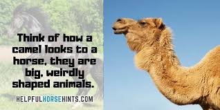 Did you see this latest memo? Are Horses Afraid Of Spiders Signs Of Fear In Horses Helpful Horse Hints