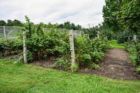 Maybe you would like to learn more about one of these? Picking Golden Raspberries The Martha Stewart Blog