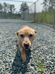 Chatham Sheriff's Animal Resources