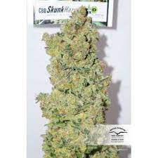 Super lemon haze strain origin. Cbd Skunk Haze Feminisierte Samen Kaufen Dutch Passion