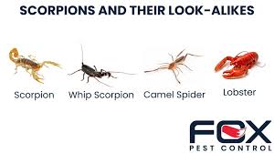 Image result for Scorpion