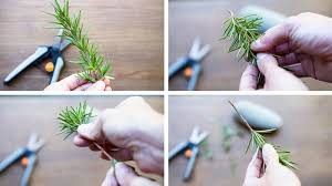 Image result for rosemary cuttings