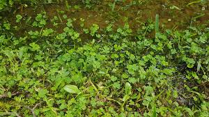 Image result for Marsilea macrocarpa