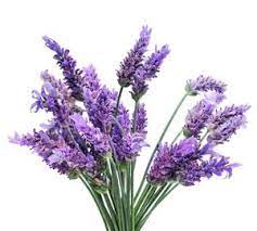 Natures Garden Wholesale Candle Soap Making Supplies Fragrance Oils Lavender Plant Lavender Flowers Lavender Fragrance