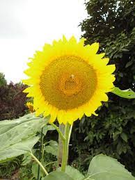 Sunflower Seed Maker Sunflower Plants Sunflower Seeds