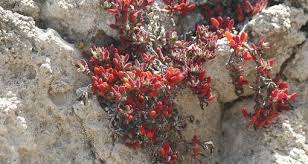 Image result for Aizoaceae