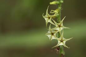 Image result for Heliotropium zeylanicum