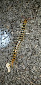Large Centipede Crossing The Road At Night Near Carnarvon Gorge Queensland Oc Wild Wildlife In 2020 Wildlife Lizard Animals