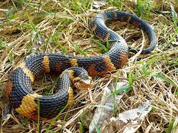 Pin On Snakes