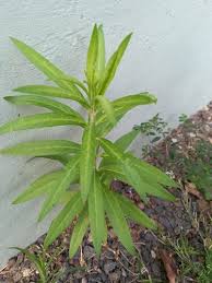 Image result for Gomphocarpus semilunatus