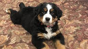 'best bernese mountain dog breeders in california', 'california bernese mountain dog breeders', 'bernese mountain dog breeders in (ca)' this is a good place to start and hopefully our breeder directory will help you find a breeder. Pup With A Purpose Funeral Home Uses Puppy To Help Grieving Families
