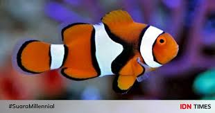 We did not find results for: Terkenal Karena Film Finding Nemo Ini 5 Fakta Unik Ikan Badut