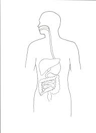 Apr 19, 2021 · apart from being highly adored by businessmen, designers, and artists, the ipad has enormous popularity among kids. Digestive System Coloring Page Coloring Home