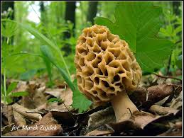 Smardze są również zaskakująco wartościowe pod względem odżywczym i na dodatek wykazują dość ciekawe połączenie saprotrofowego trybu życia z częściową skłonnością do symbiozy z korzeniami drzew. Smardz Jadalny Morchella Esculenta Atlas Nagrzyby Pl