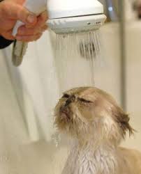 A Cat Taking A Shower Funny Cat Pictures Wet Cat Cats