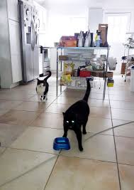 I Am On Holiday And Got Sent This Pic By Our Cat Feeder Three Hungry Lazer Eyes Cat Feeder Cats And Kittens Cute Animals