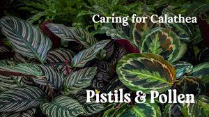 Image result for calathea