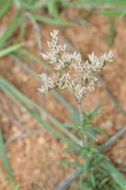 Image result for Polycarpaea corymbosa