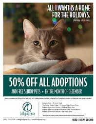 🐱 find cats and kittens locally for sale or adoption in toronto (gta) : Lollypopfarm On Twitter Every Pet Deserves A Happy Home For The Holidays Throughout December We Re Offering 50 Off All Adoption Fees During Our Homefortheholidays Adoption Special Meet Pets Available For Adoption